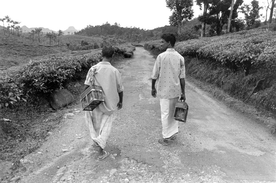  D�part vers un autre village du Tea Estate � Pierre GRARD - Mars 2002 